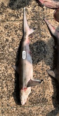 Carcharhinus sorrah