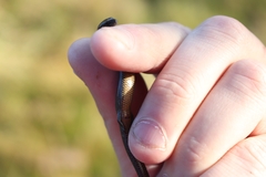 Hemiergis talbingoensis