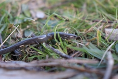 Hemiergis talbingoensis