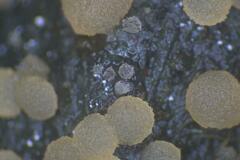 Ascobolus hawaiiensis