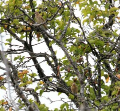 Carpodacus erythrinus grebnitskii