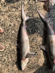 Carcharhinus sorrah