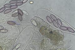 Ascobolus hawaiiensis