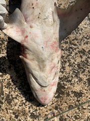 Carcharhinus sorrah