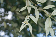Atherosperma moschatum