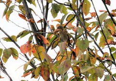 Carpodacus erythrinus grebnitskii