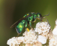 Chrysidoidea