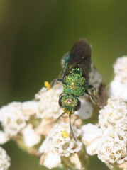 Chrysidoidea