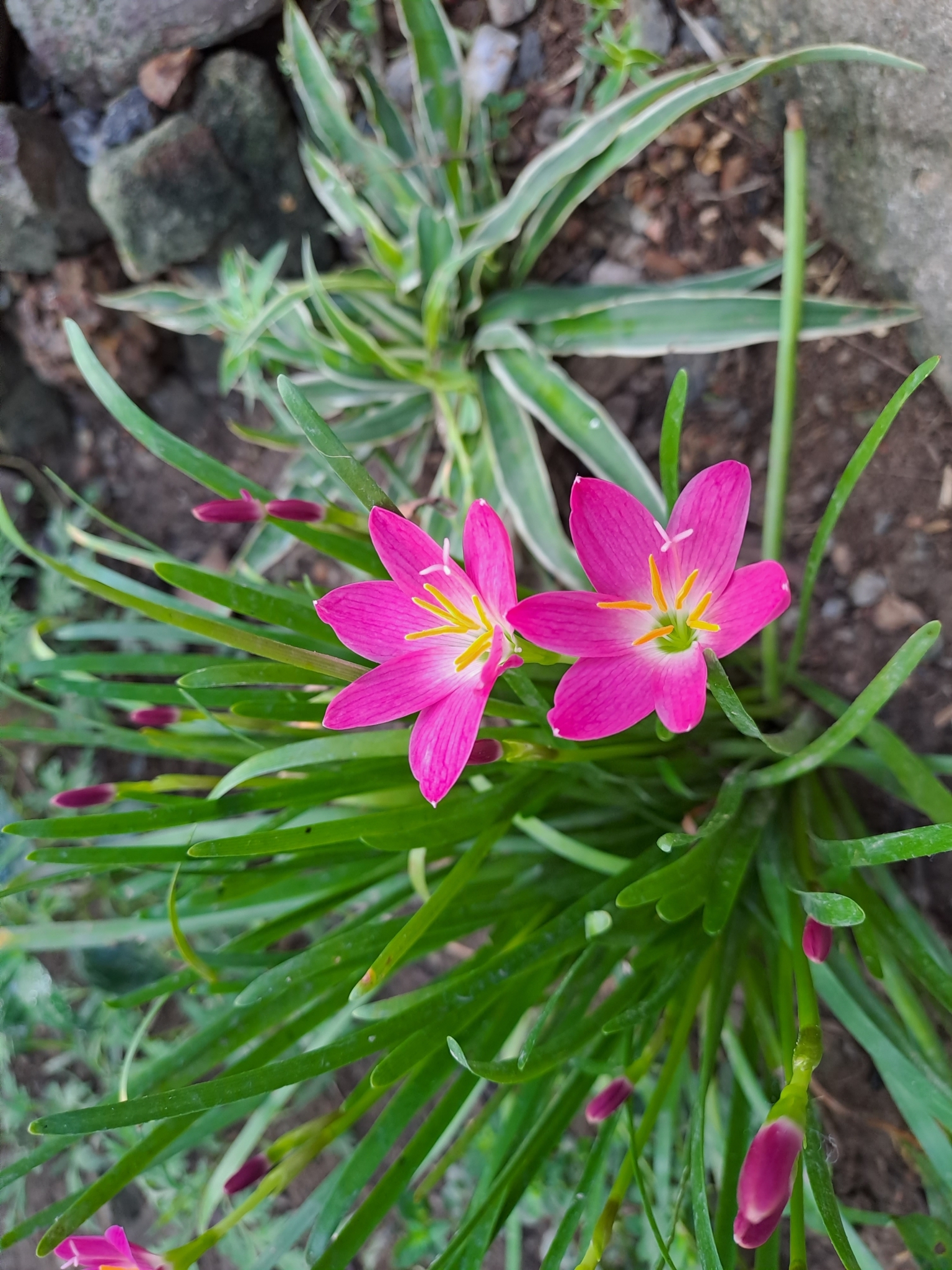 Zephyranthes rosea (Zephyranthes rosea)
