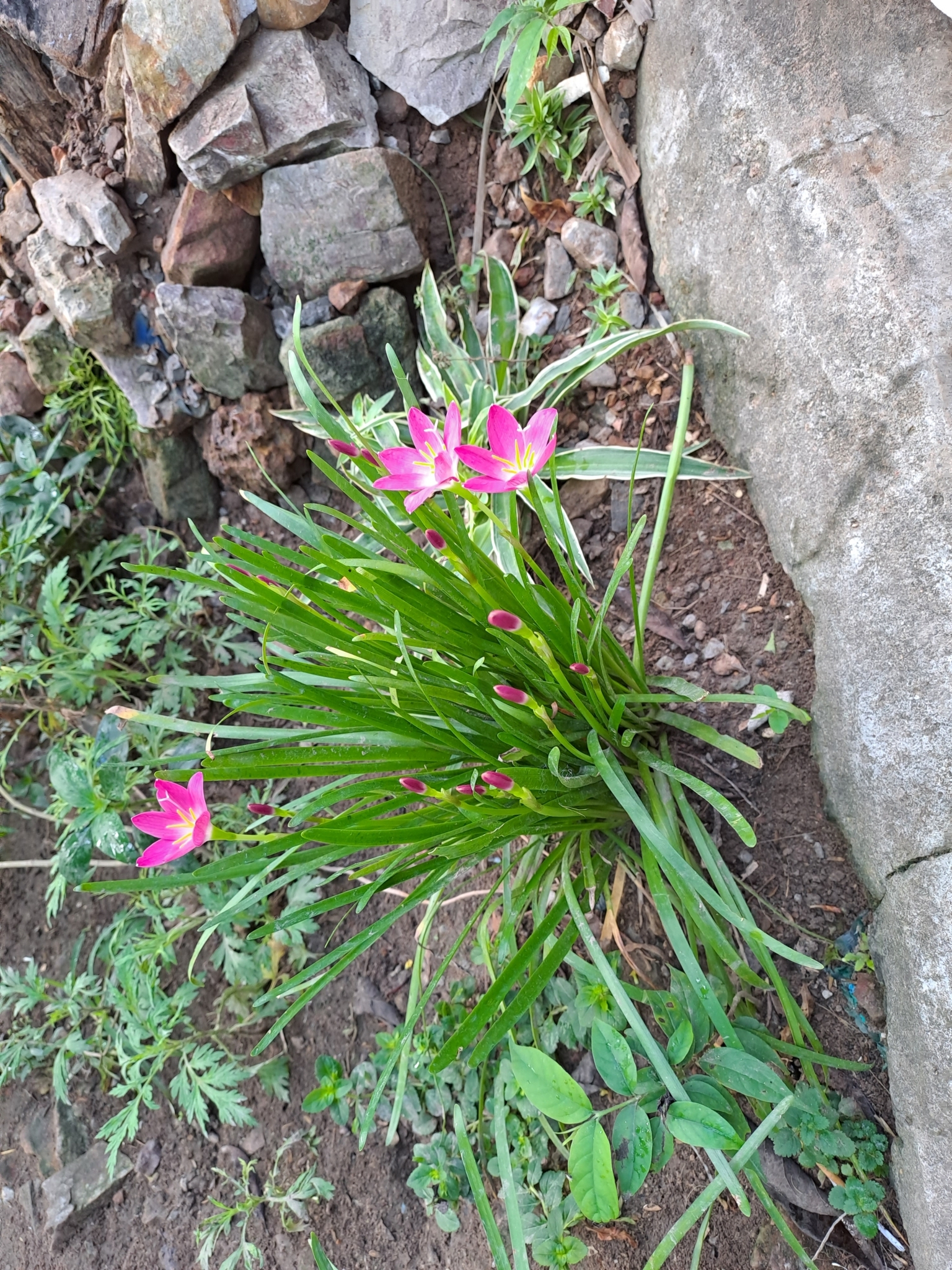 Zephyranthes rosea — ảnh 2