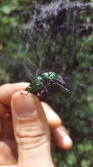 Actenodes viridicollis