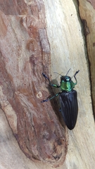 Actenodes viridicollis