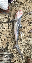 Galeocerdo cuvier