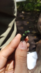 Actenodes viridicollis