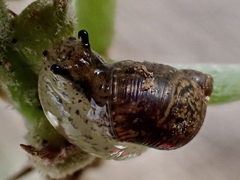 Succinea australis