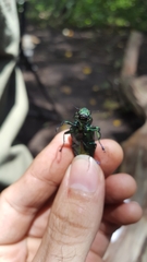 Actenodes viridicollis