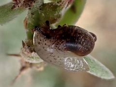 Succinea australis