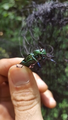 Actenodes viridicollis