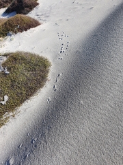 Oryctolagus cuniculus cuniculus