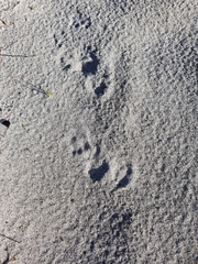 Oryctolagus cuniculus cuniculus