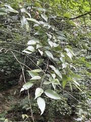 Carpinus kawakamii