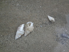 Nassarius variciferus