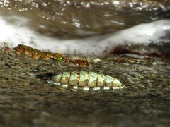 Chiton marmoratus