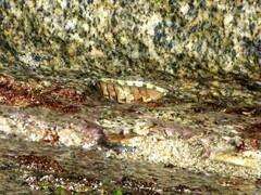 Chiton marmoratus