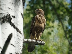 Buteo buteo