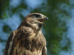 Buteo buteo