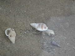 Nassarius variciferus