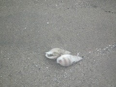 Nassarius variciferus