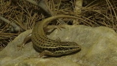 Heremites auratus