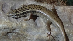 Heremites auratus