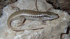 Heremites auratus