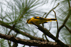 Pericrocotus speciosus