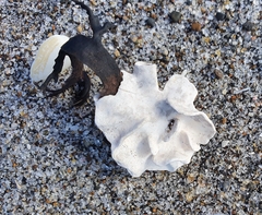 Lithophyllum carpophylli