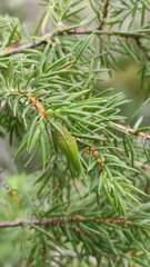 Oligotrophus panteli