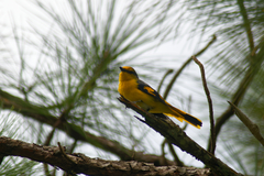 Pericrocotus speciosus