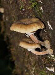 Armillaria hinnulea