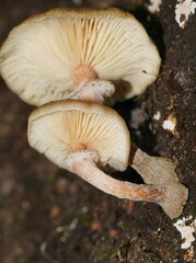 Armillaria hinnulea