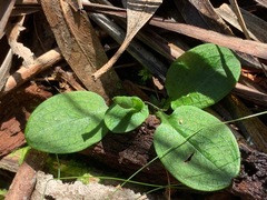 Pterostylis pedunculata