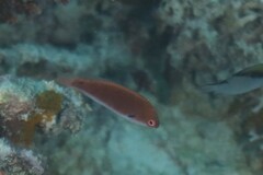 Cirrhilabrus punctatus