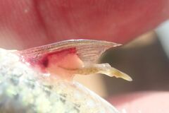 Lernaeidae