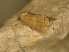 Mesoligia furuncula