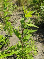 Atriplex gmelinii