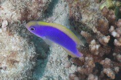 Chrysiptera flavipinnis