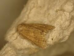 Mesoligia furuncula