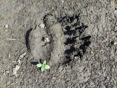 Ursus arctos lasiotus