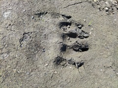 Ursus arctos lasiotus